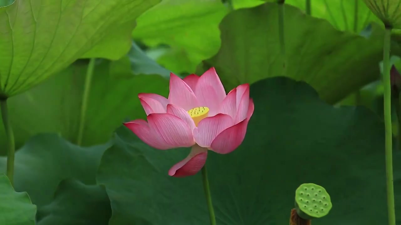 风中摇曳的荷花视频素材