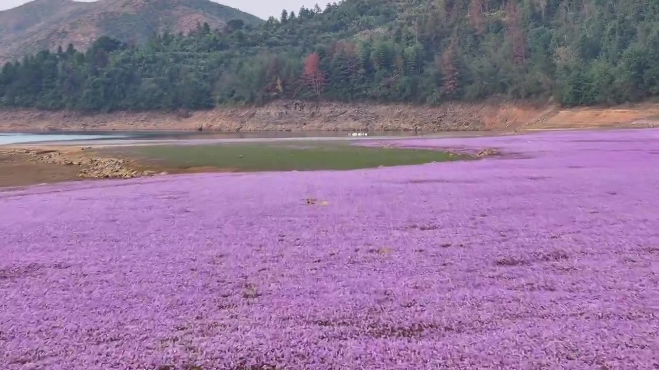 湖边蓼子花海航拍视频素材