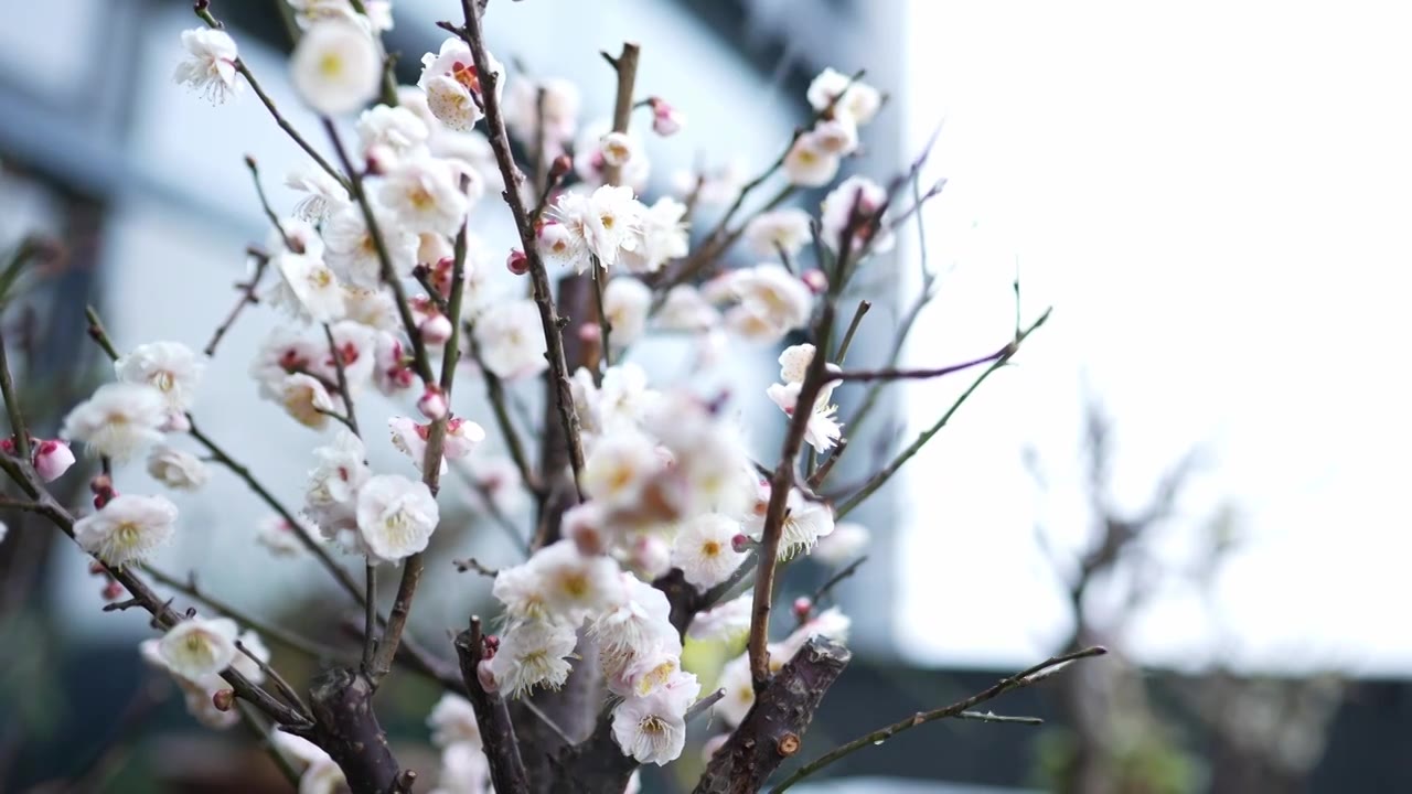 下雪天绽放的腊梅盆景视频素材