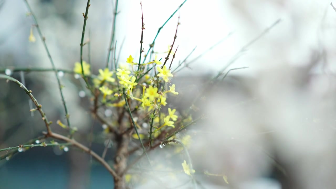 下雪天绽放的梅花盆景视频素材