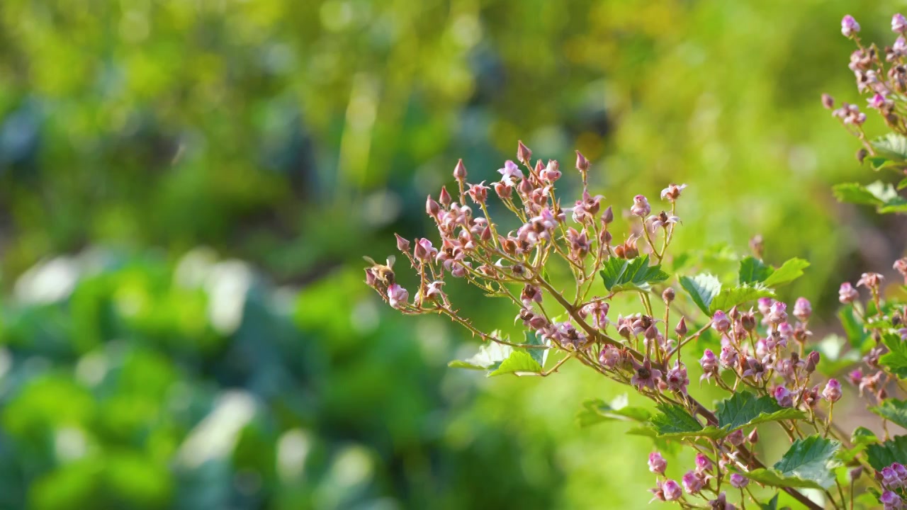 4k初春蜜蜂采蜜视频下载