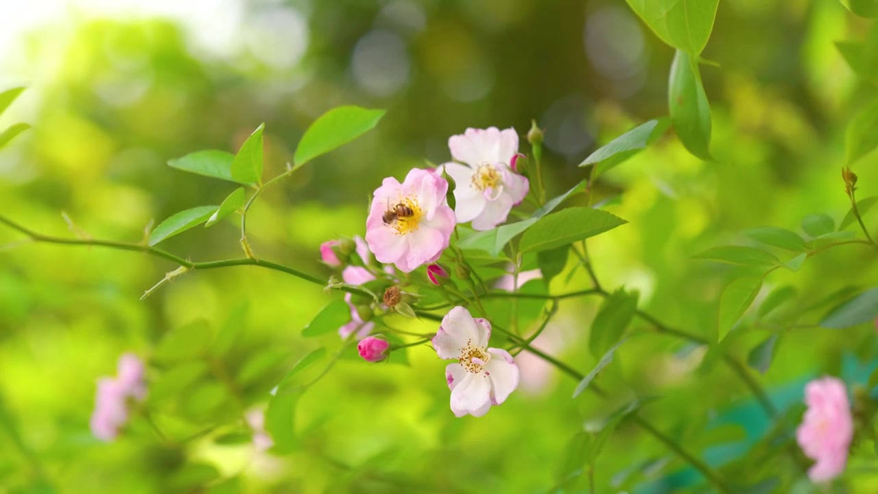 4k夏日花朵上忙碌采蜜的蜜蜂意境空镜头视频下载