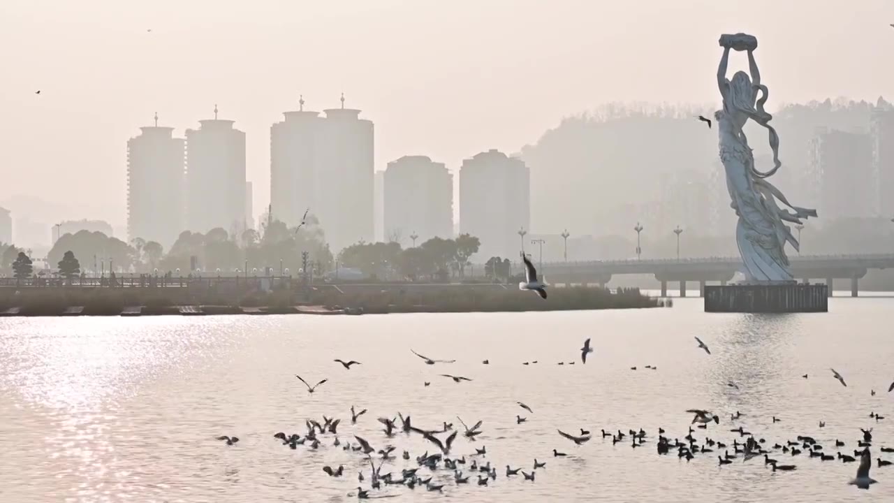 雅安自然风景夕阳下的城市公园湖面候鸟飞翔视频素材