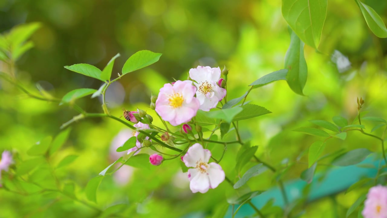 4k蔷薇花采蜜的蜜蜂空镜视频下载