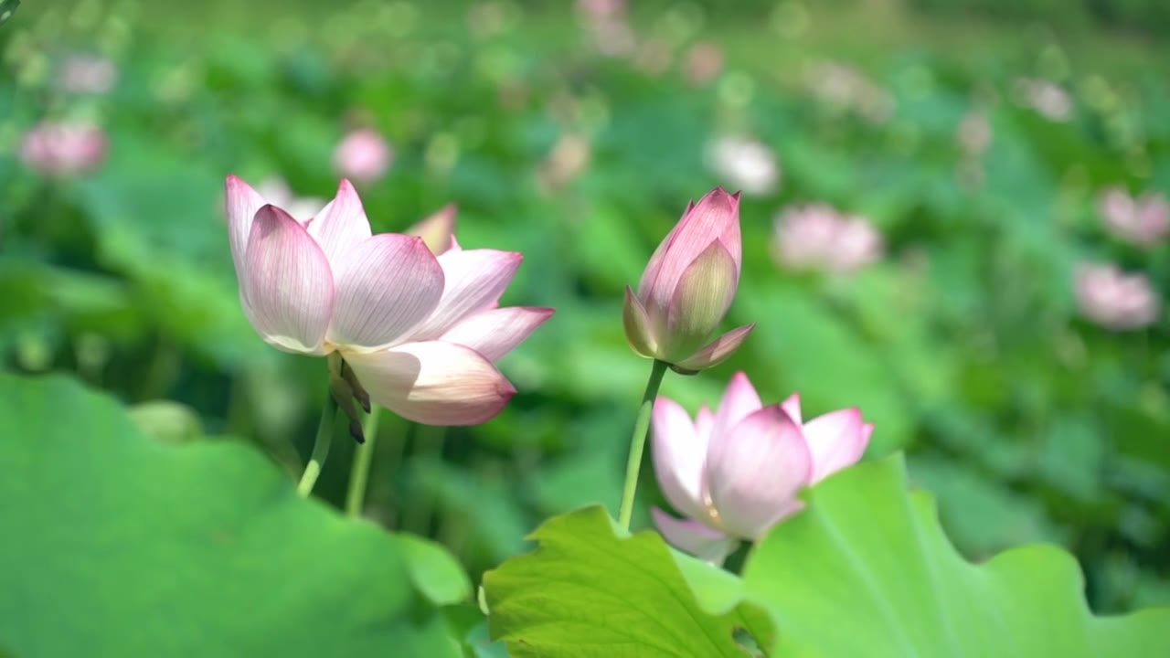 荷花视频下载