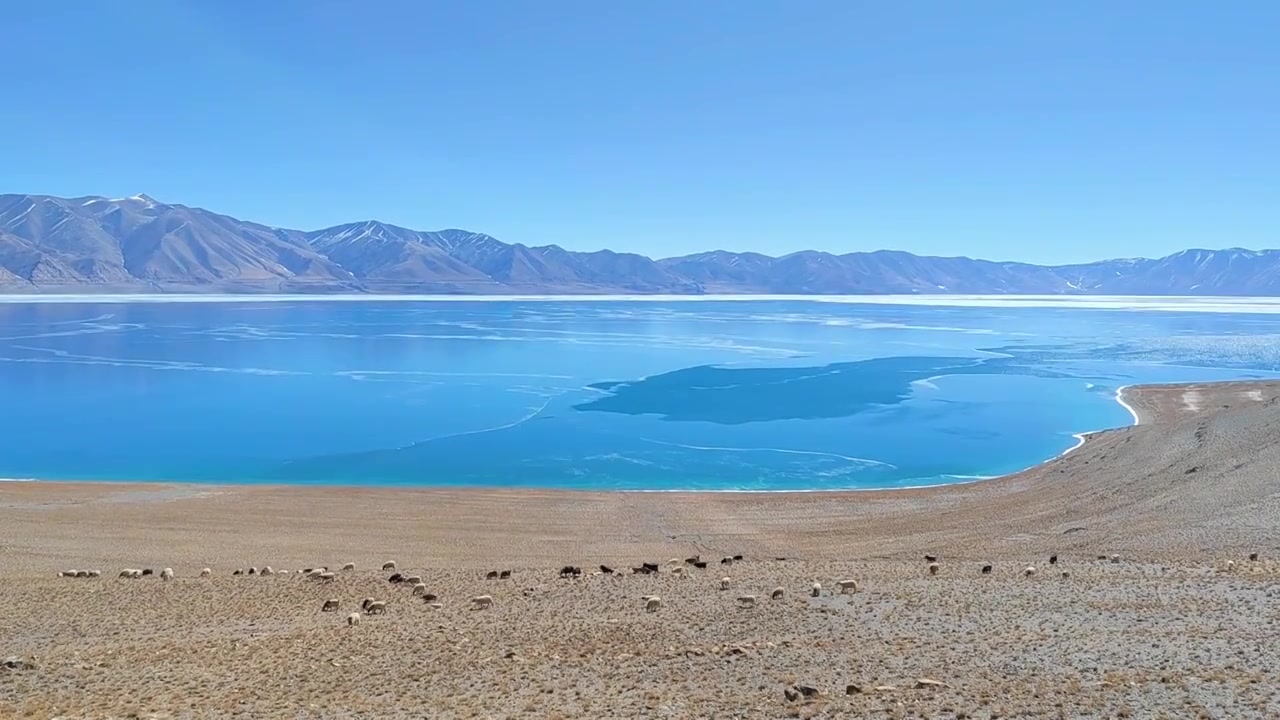 西藏那曲航拍圣湖当惹雍错湖畔的羊群视频素材