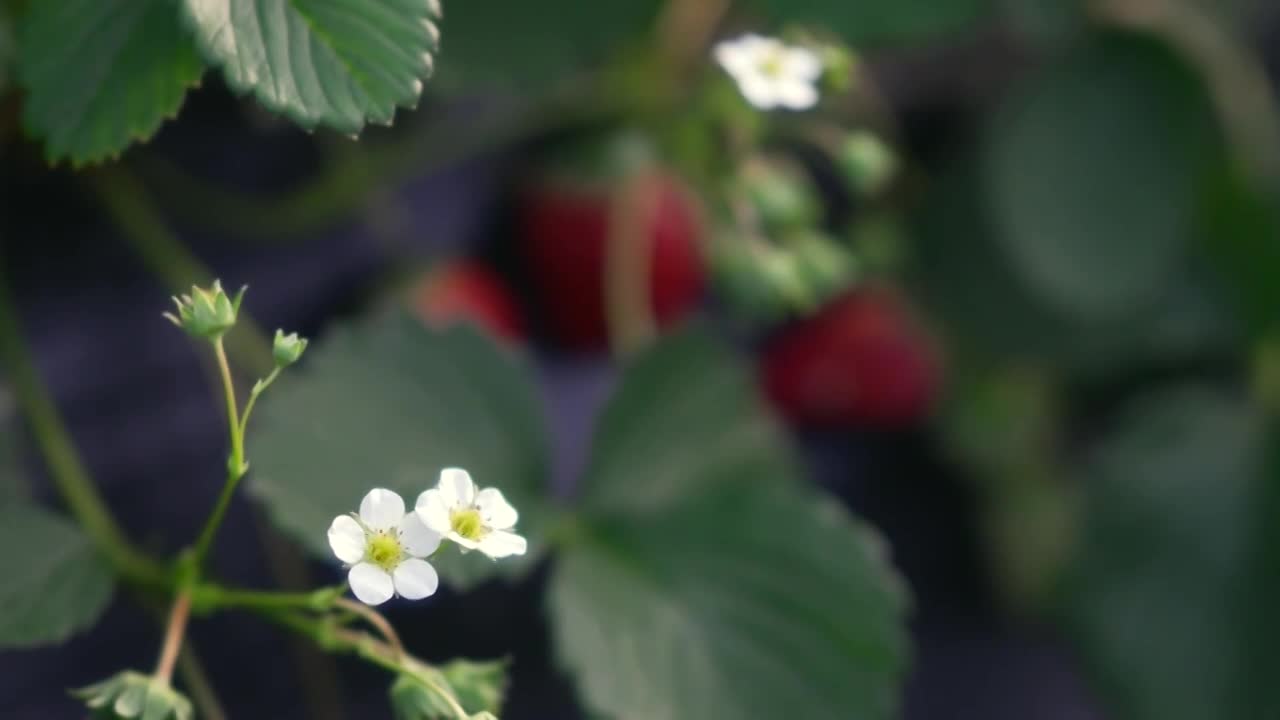 草莓种植园里摘草莓视频下载