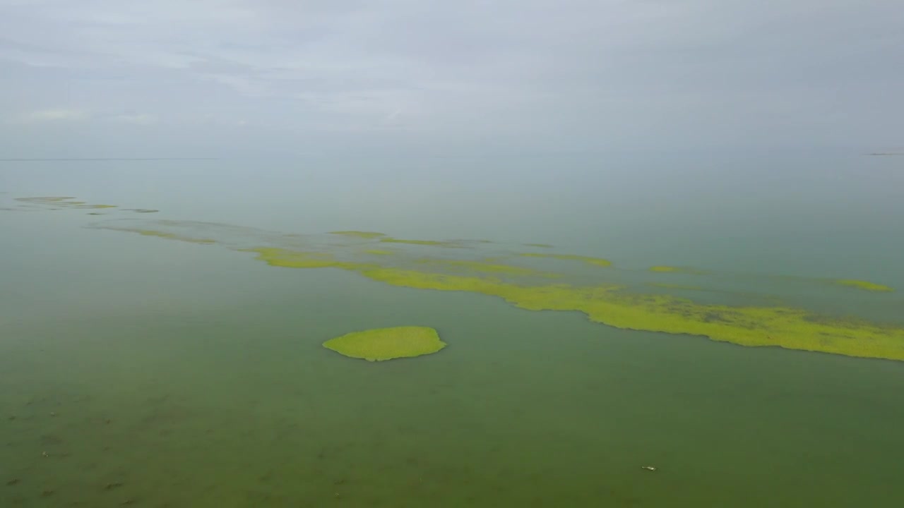 原创 新疆库尔勒博斯腾湖湿地自然风光航拍视频素材