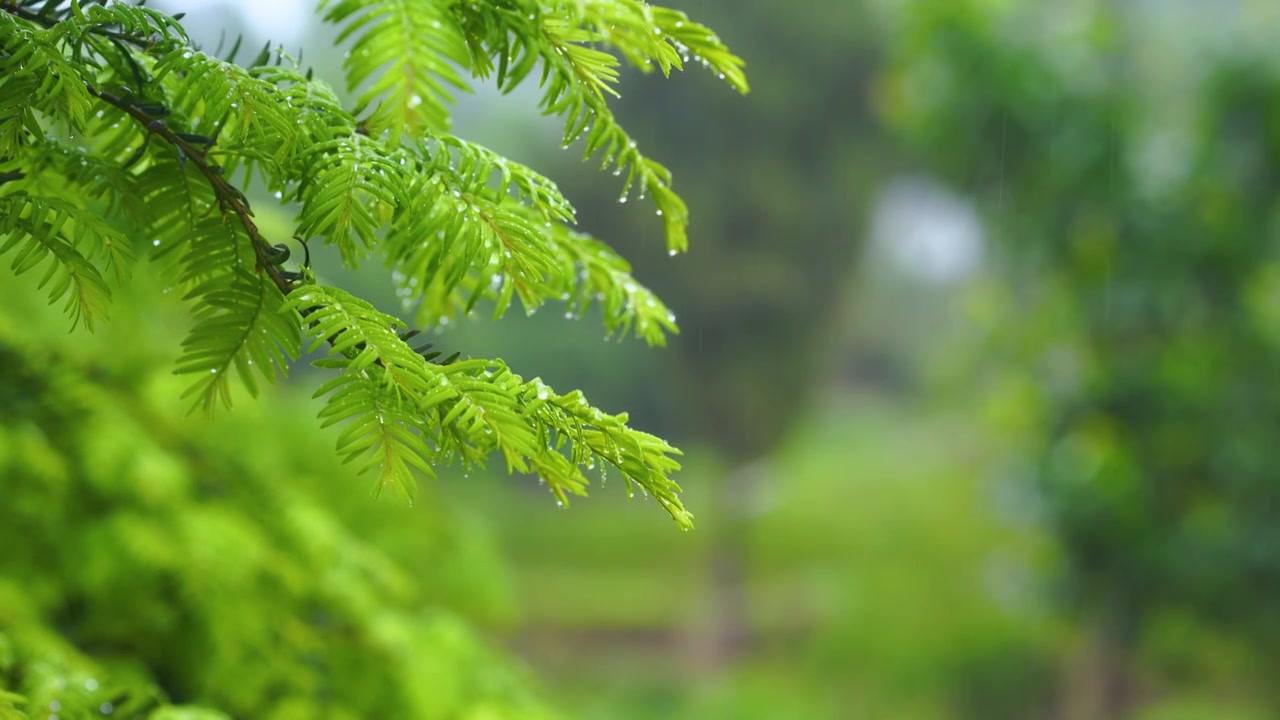 4k实拍雨天下雨雨水雨滴自然风光视频下载