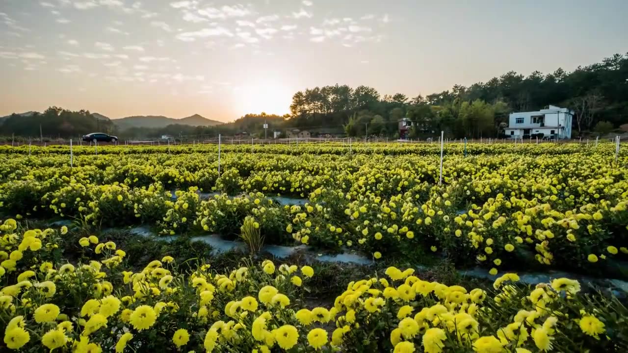 4K菊花移动延时多组视频下载