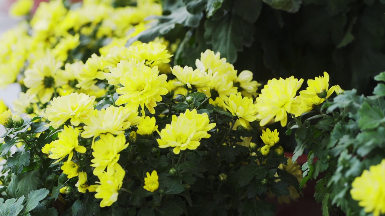 唯美菊花素材空镜头视频素材