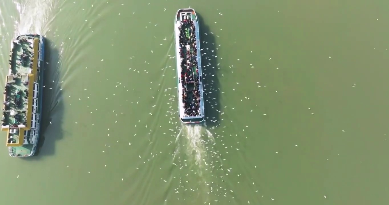 江苏省无锡市太湖鼋头渚风景区游船和红嘴鸥风光视频素材