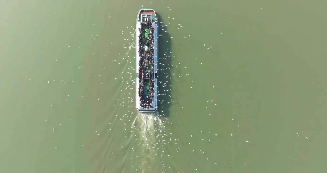 江苏省无锡市太湖鼋头渚风景区游船和红嘴鸥风光视频素材