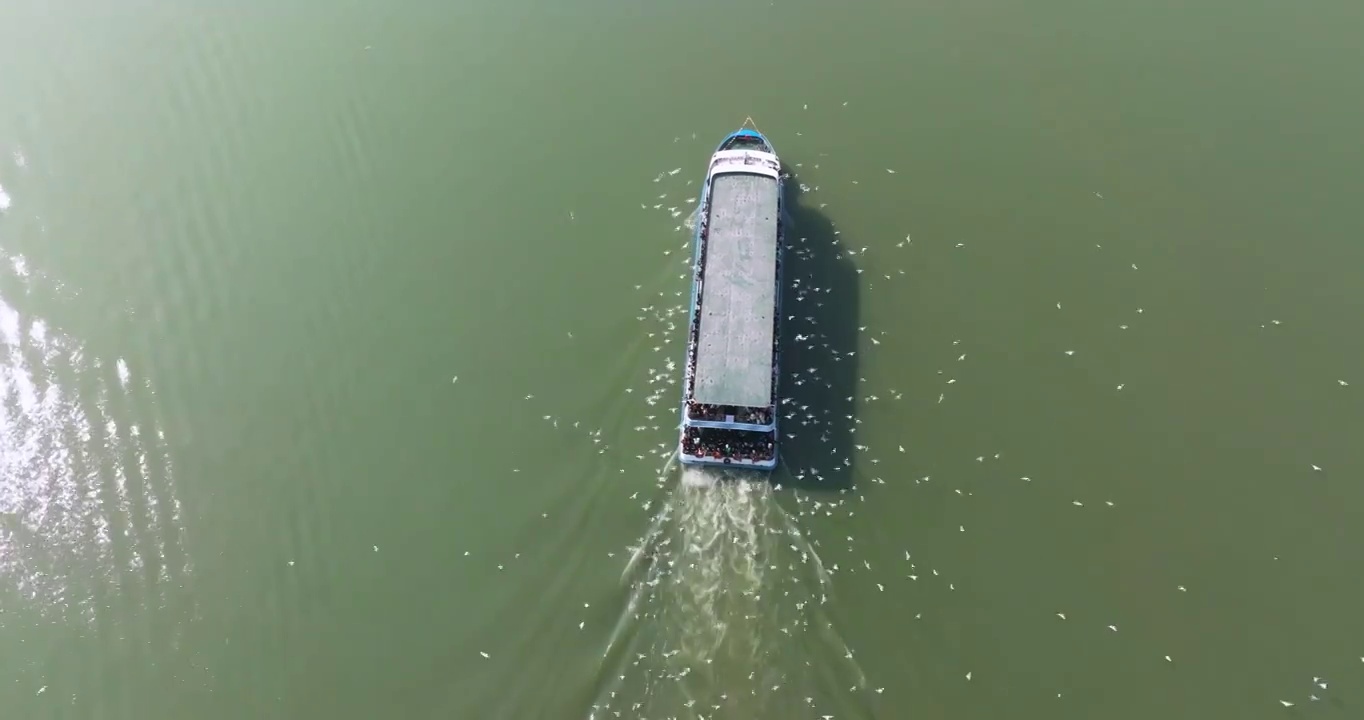 江苏省无锡市太湖鼋头渚风景区游船和红嘴鸥风光视频素材