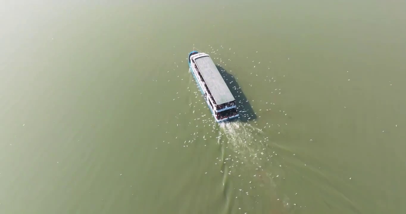 江苏省无锡市太湖鼋头渚风景区游船和红嘴鸥风光视频素材