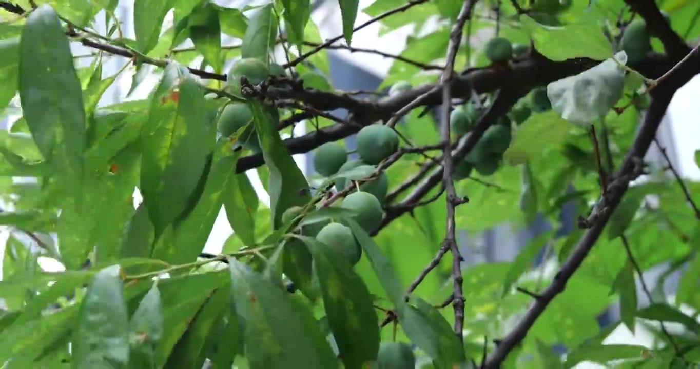 梨子   水果  绿色水果视频素材