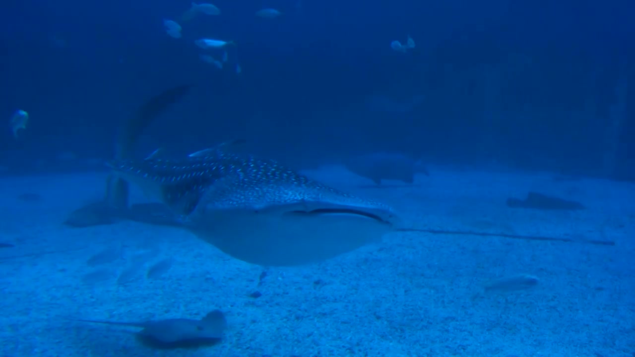 鲸鲨鲨鱼水族馆海底海底世界动物萌宠视频下载