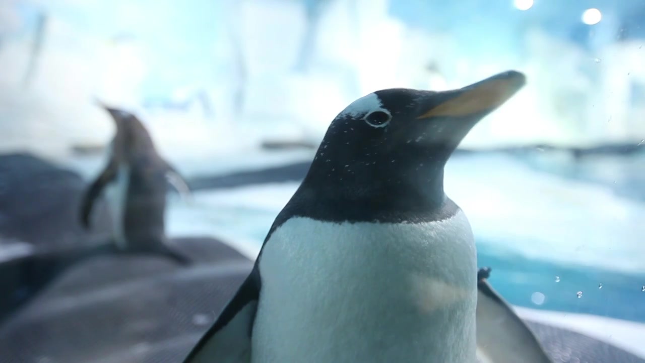 企鹅海洋馆水族馆参观游览游客动物萌宠视频下载