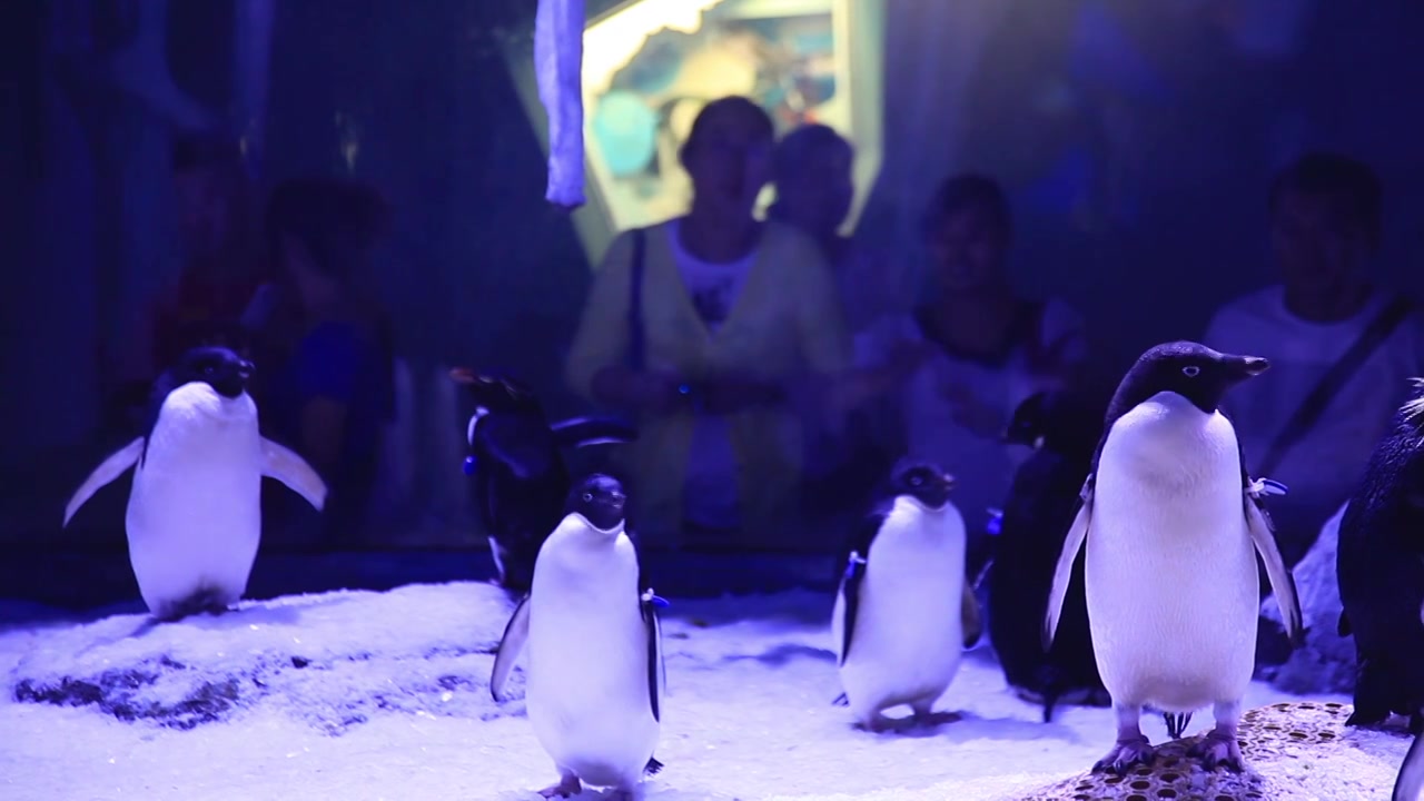 企鹅海洋馆水族馆参观游览游客动物萌宠视频下载