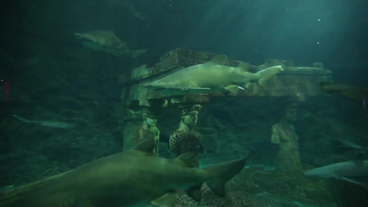 鲨鱼水族馆海底海底世界海洋生物水下摄影动物萌宠视频素材