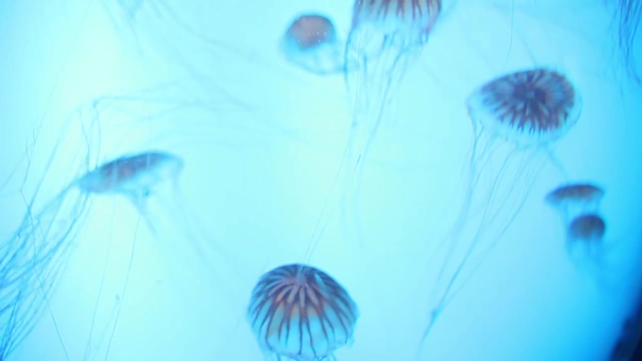 水母,海蜇,海昌水族馆,水族馆中的淡水水母,水母特写,小海蜇,视频素材