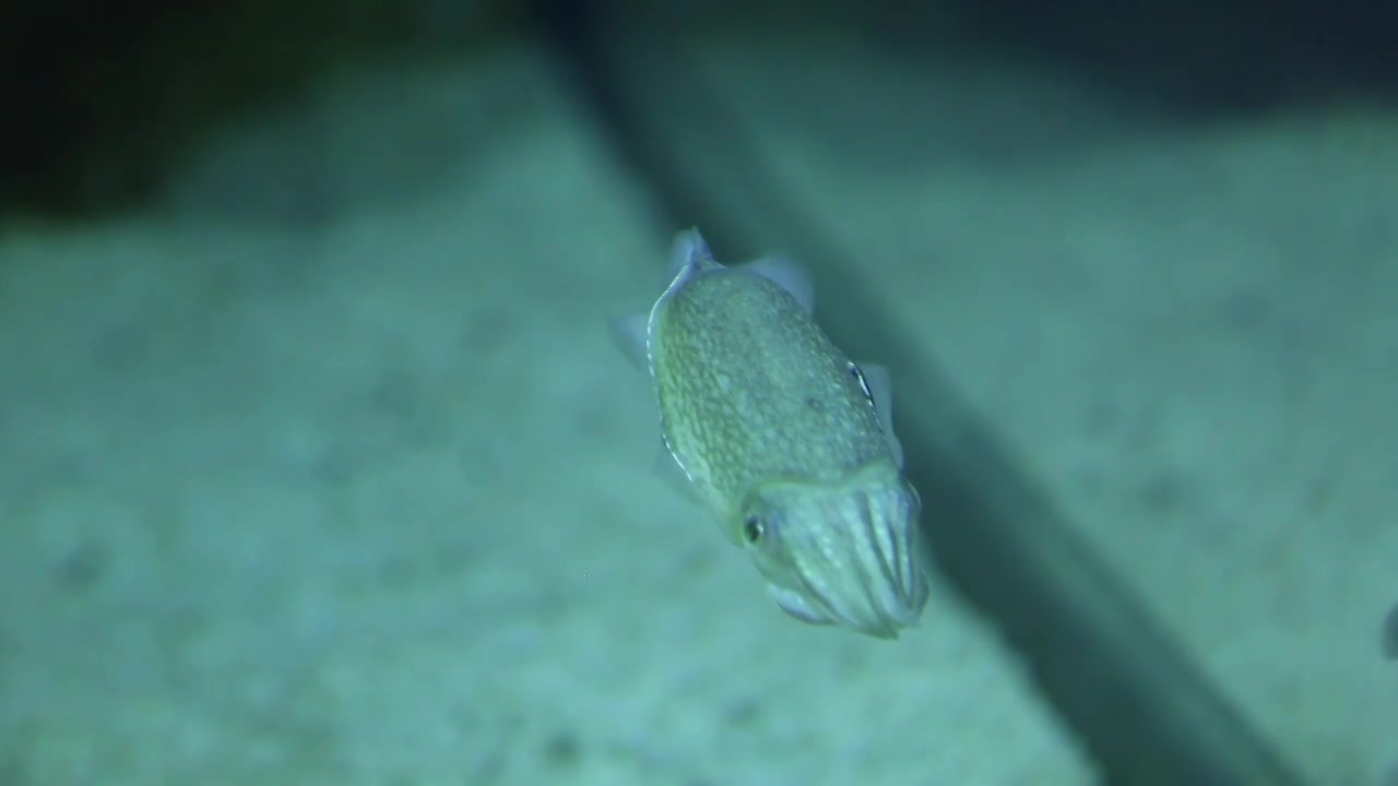 乌贼花枝墨斗鱼墨鱼水下世界水族箱动物萌宠视频下载