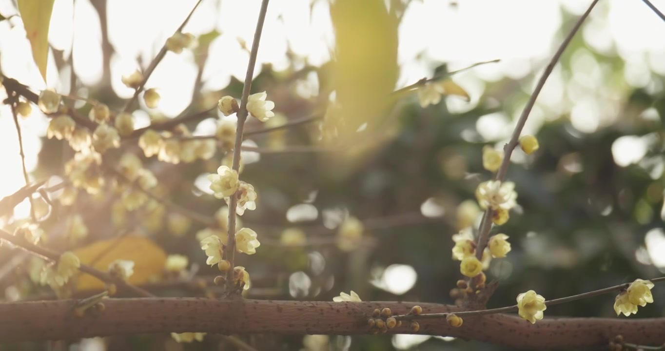 腊梅花 冬季盛开 黄色花朵视频素材