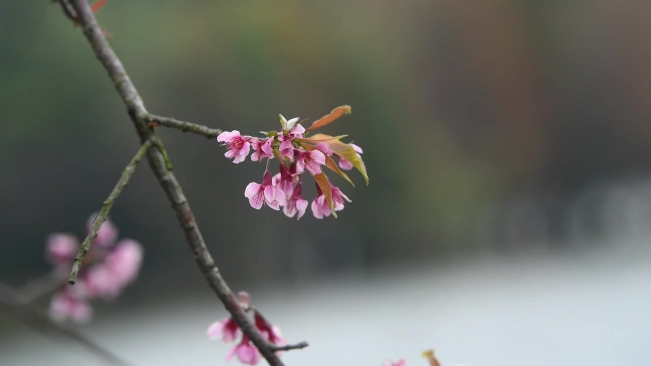 春天盛开的粉色樱花视频素材