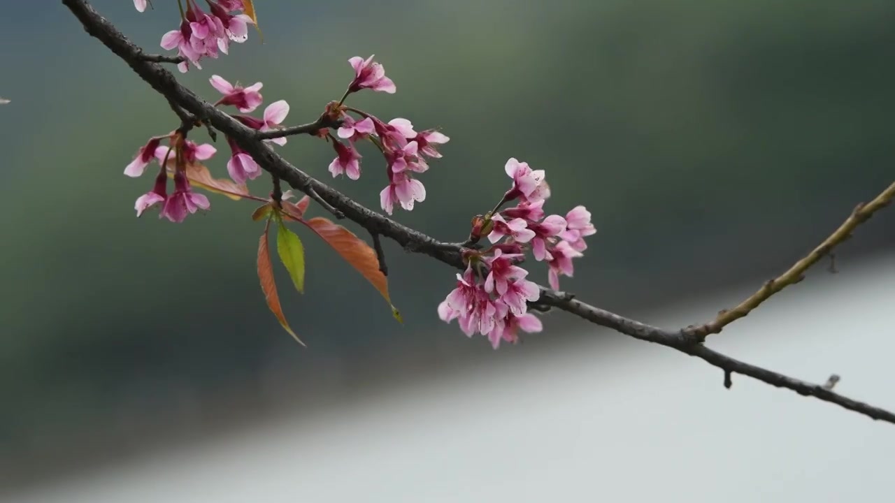 春天盛开的粉色樱花视频素材