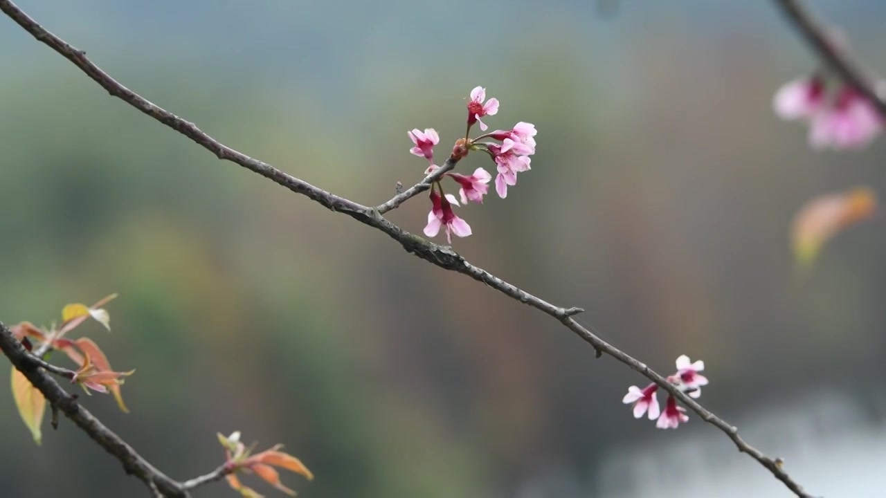 春天盛开的粉色樱花视频素材