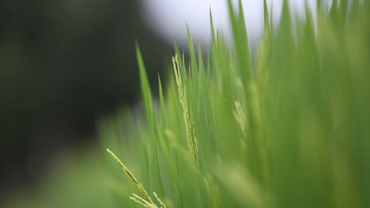 稻田青色水稻视频素材