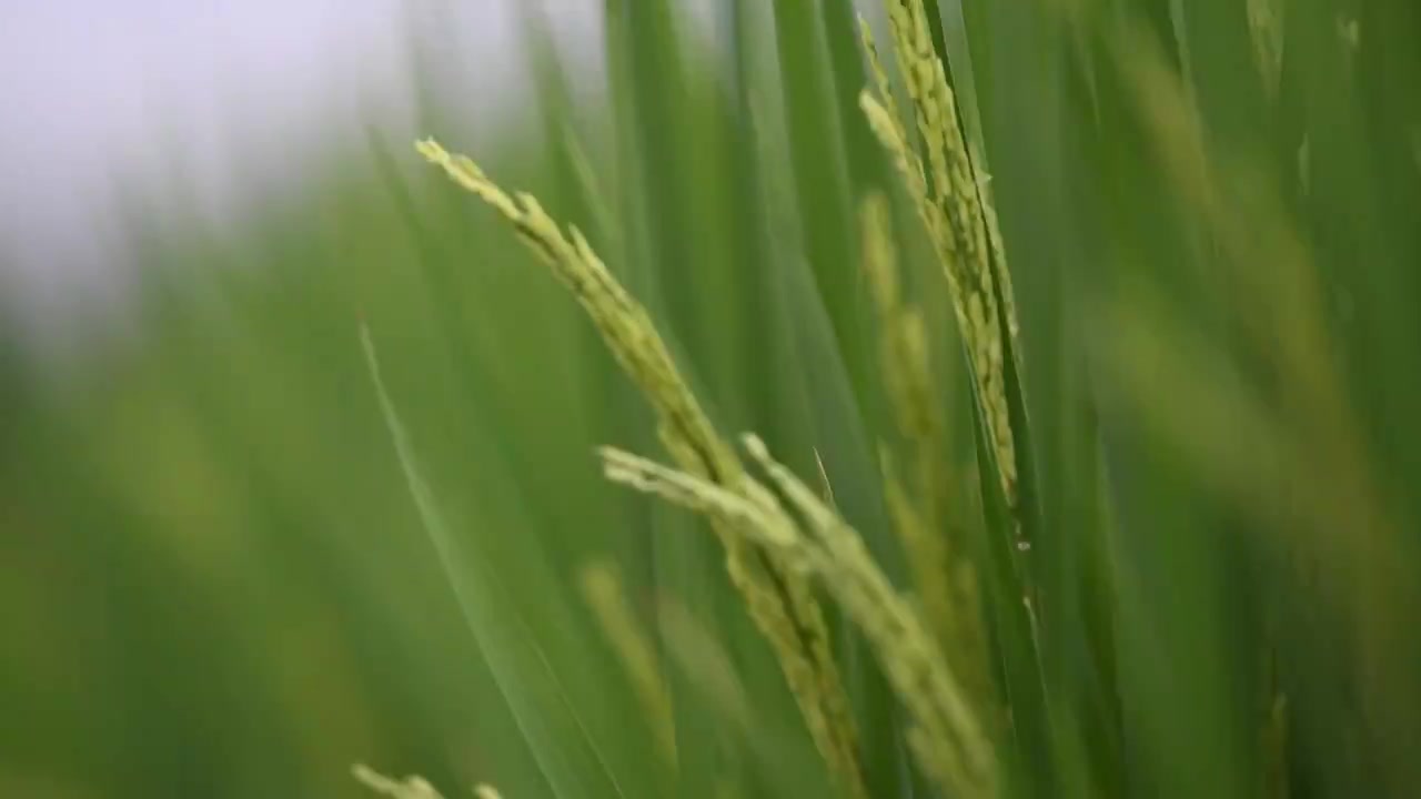 稻田青色水稻视频素材