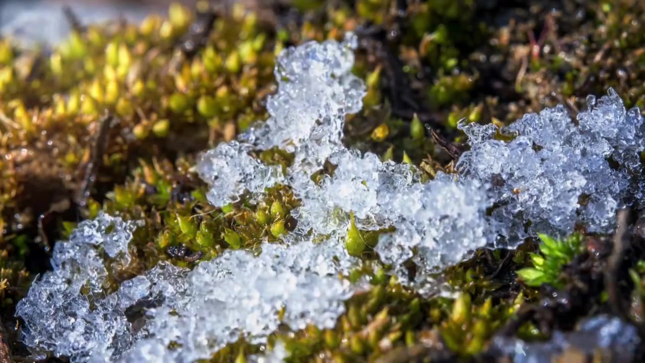 春回大地苔藓上冰雪融化延时视频素材