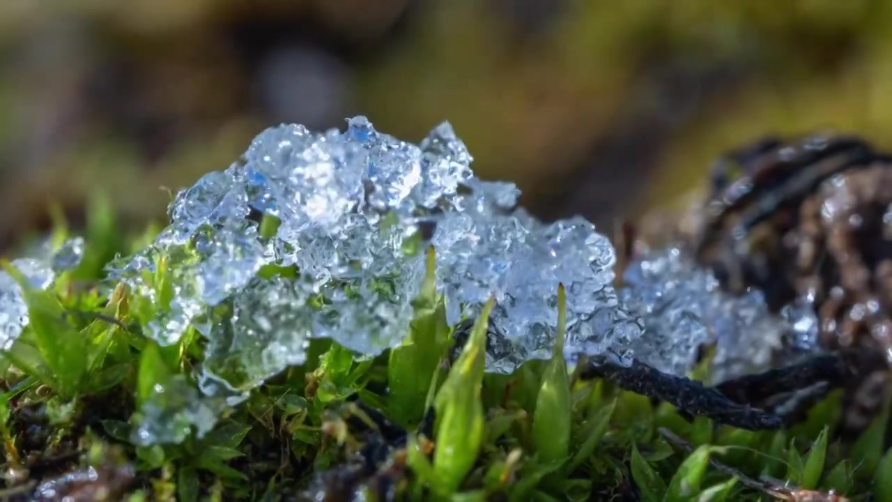 春回大地苔藓上冰雪融化延时视频素材