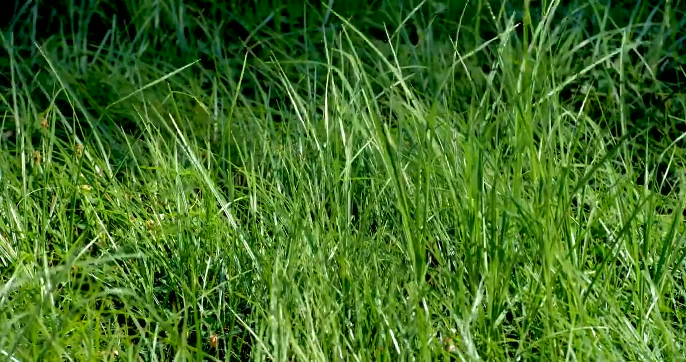 4k清晨阳光照射草地视频素材