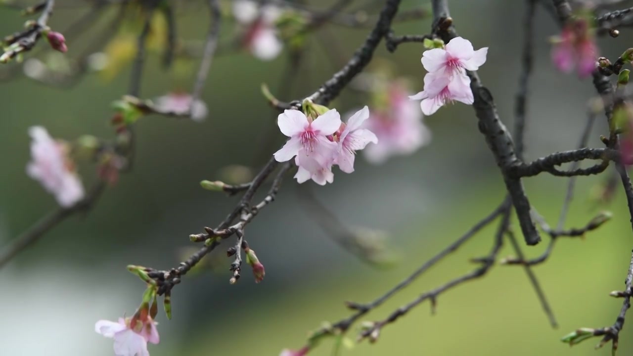 春天盛开的粉色樱花视频素材