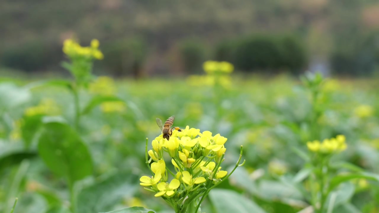 菜花油菜花蜜蜂采蜜视频素材