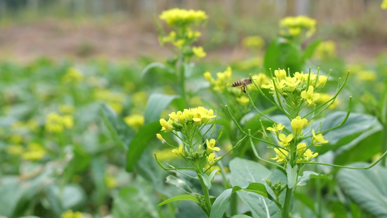 菜花油菜花蜜蜂采蜜视频素材