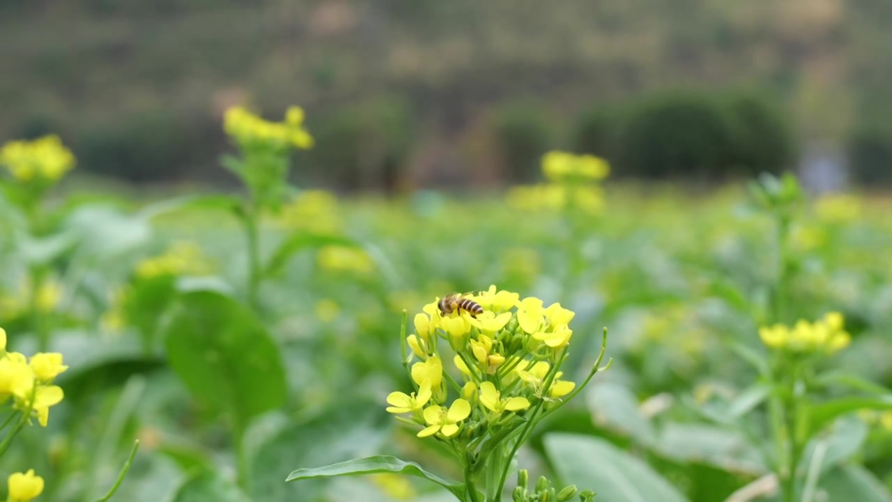 菜花油菜花蜜蜂采蜜视频素材