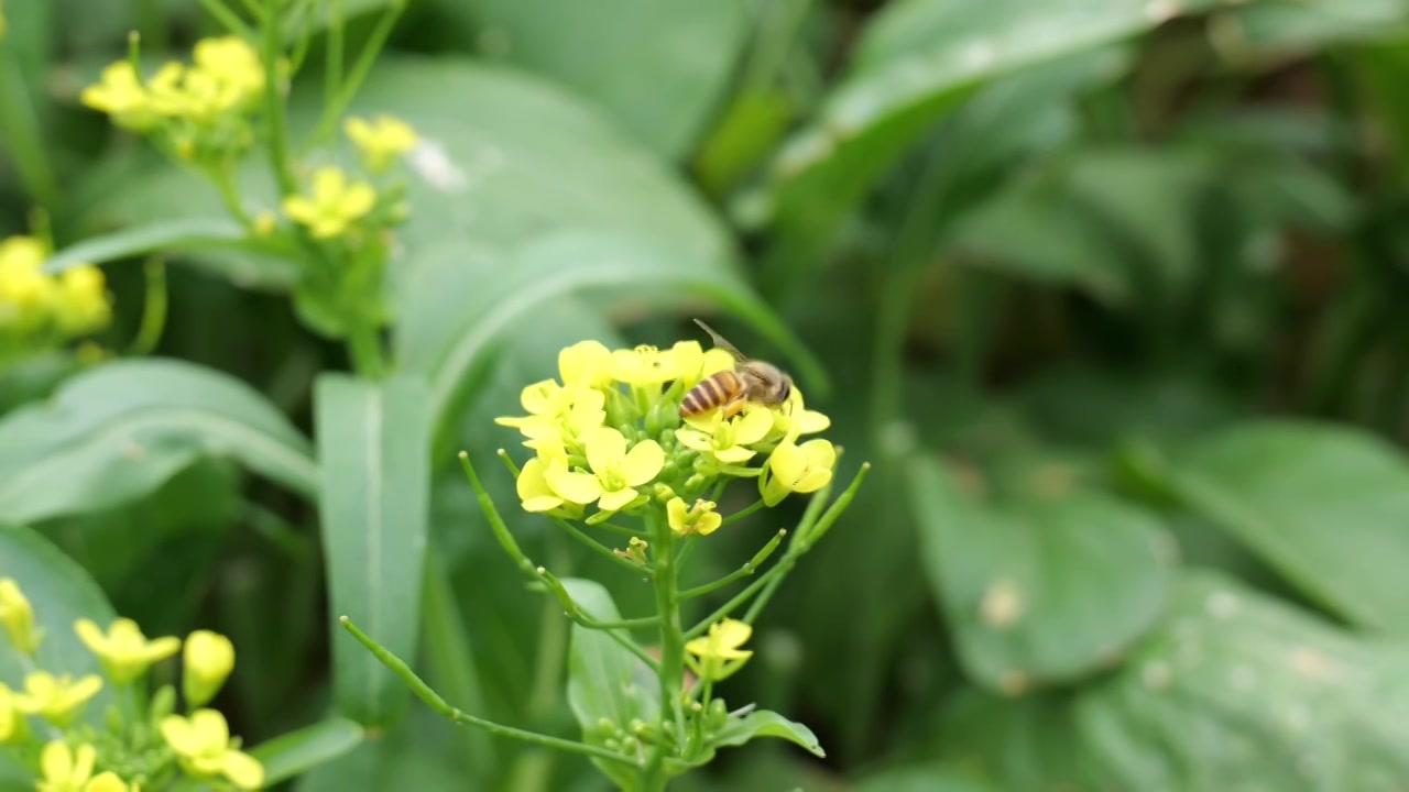 菜花油菜花蜜蜂采蜜视频素材