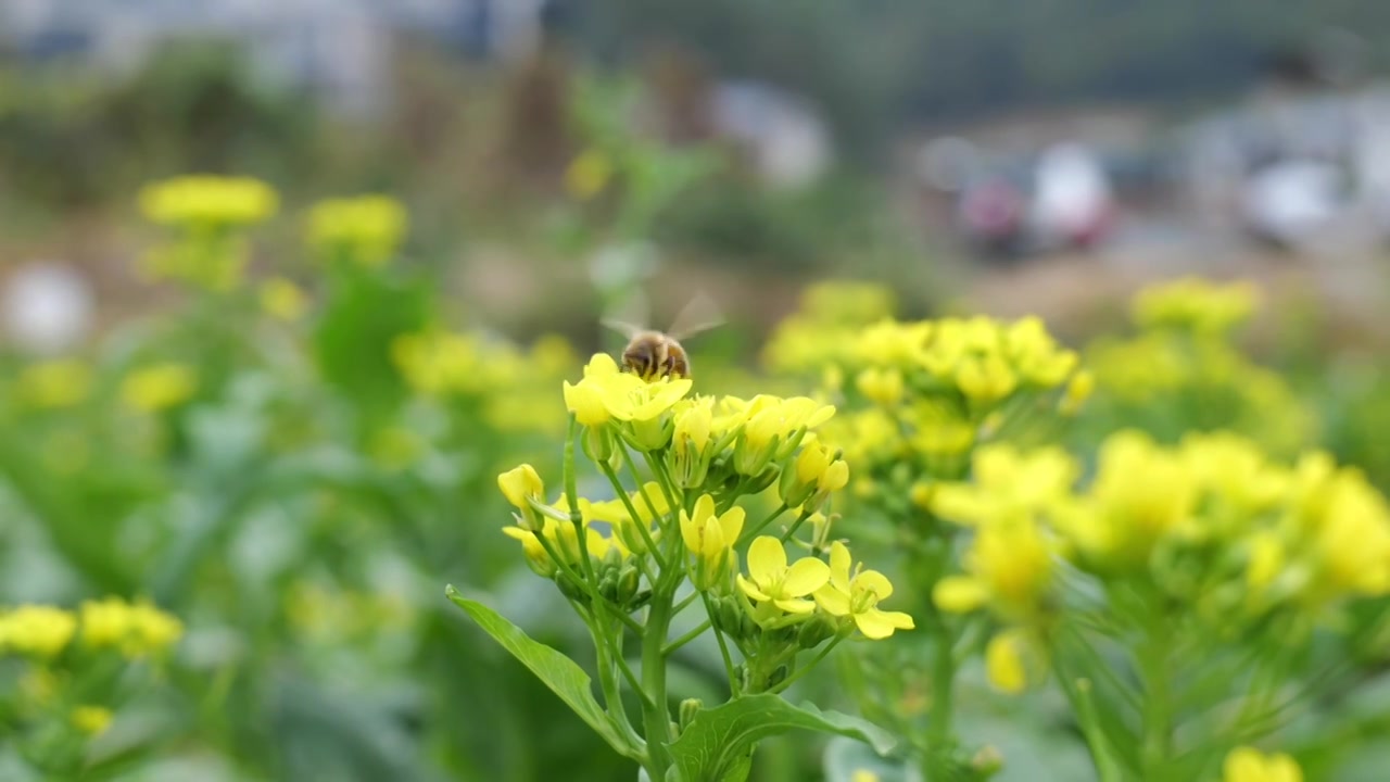 菜花油菜花蜜蜂采蜜视频素材