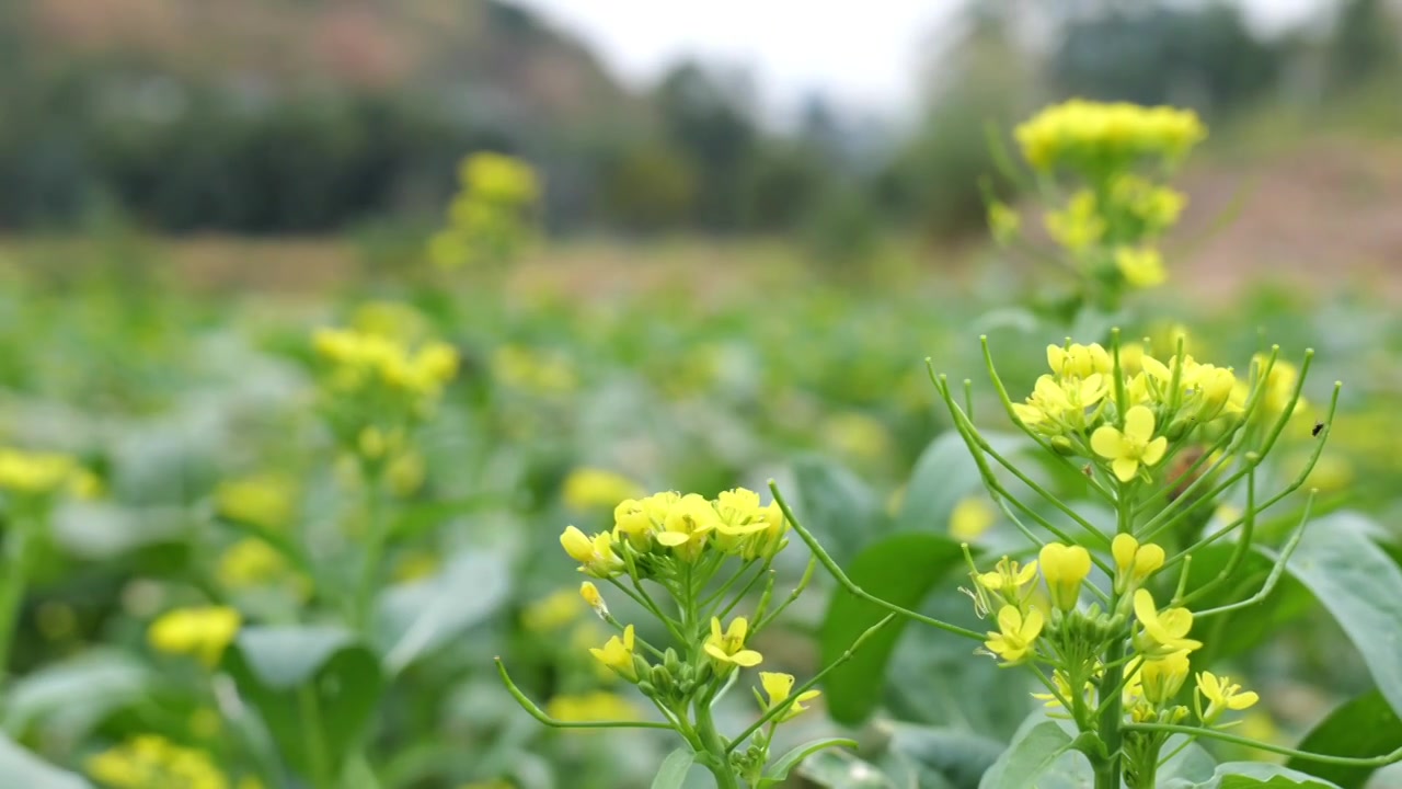 菜花油菜花蜜蜂采蜜视频素材