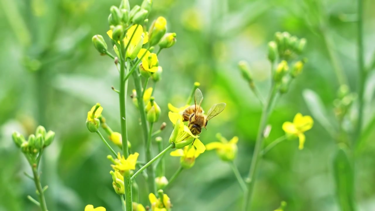 相机-蜜蜂采蜜视频素材