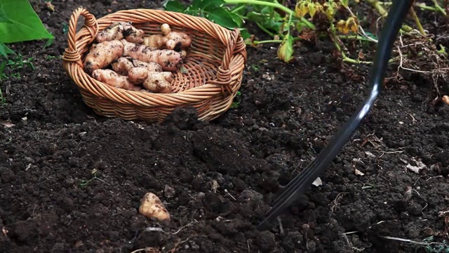 收获的土豆视频下载