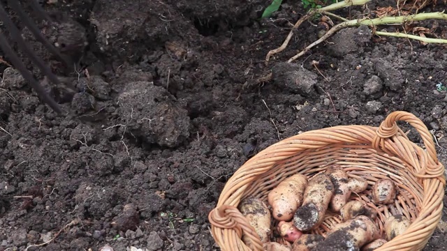 收获的土豆视频下载