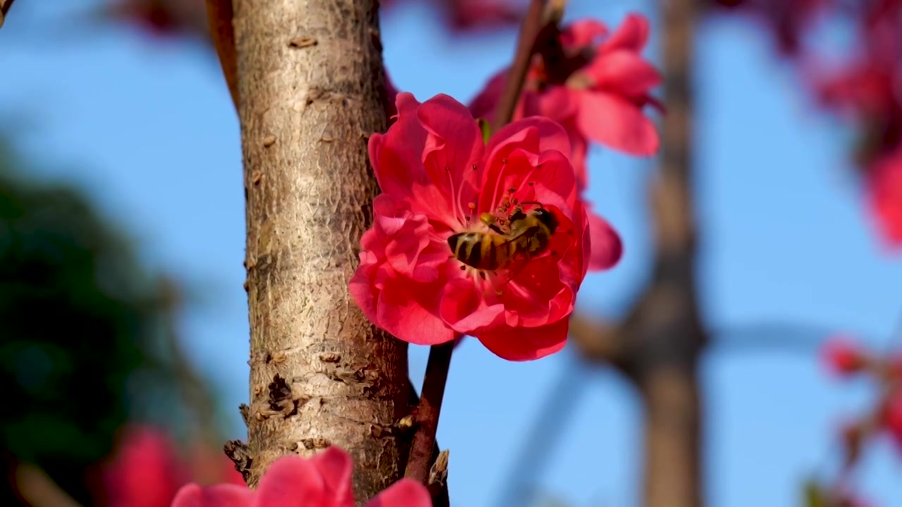 桃花 蜜蜂视频素材