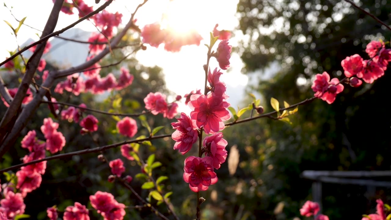 桃花 蜜蜂视频素材