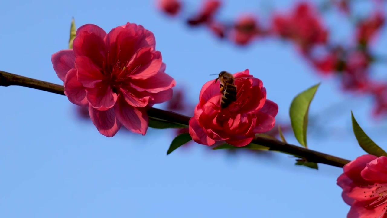 桃花 蜜蜂视频素材