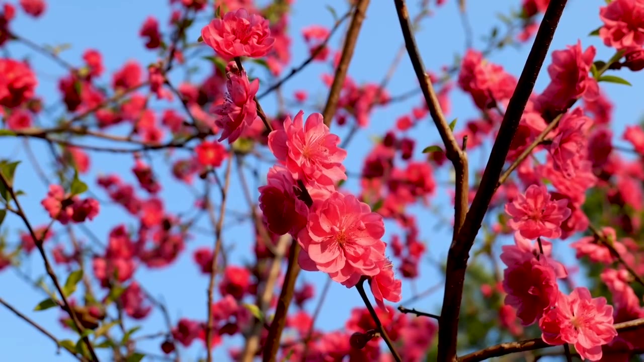 桃花 蜜蜂视频素材