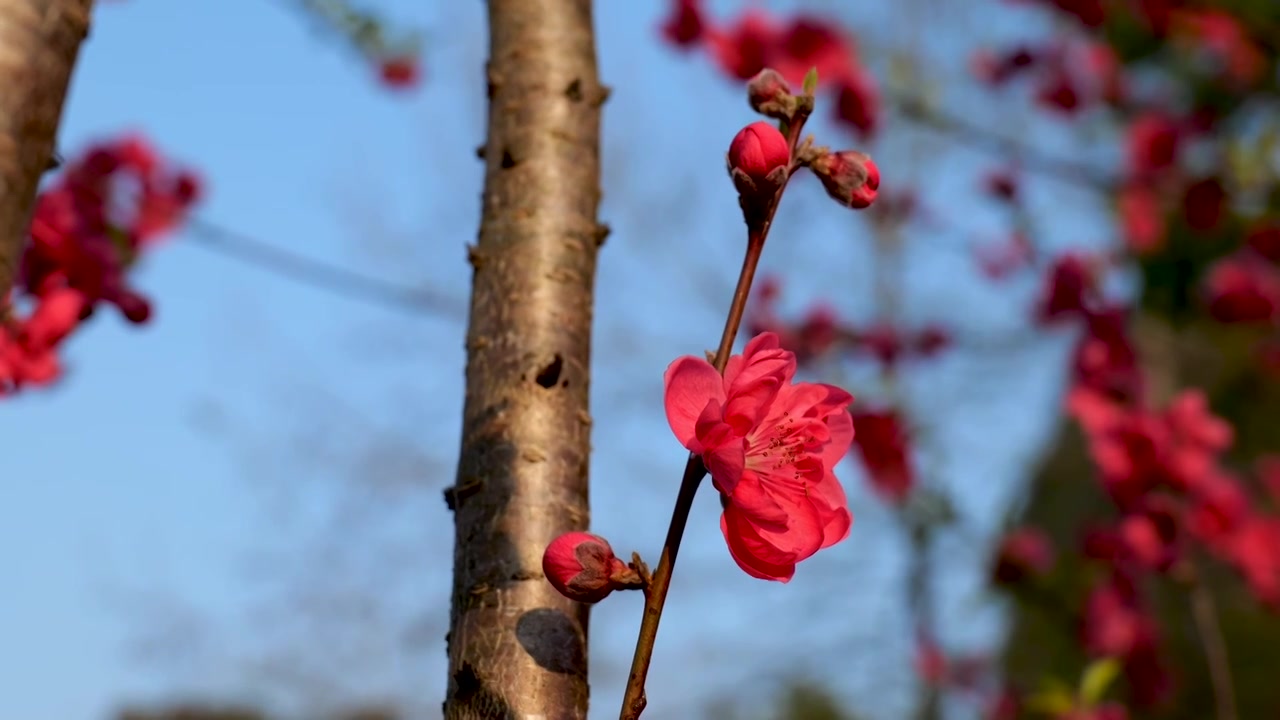 桃花 蜜蜂视频素材